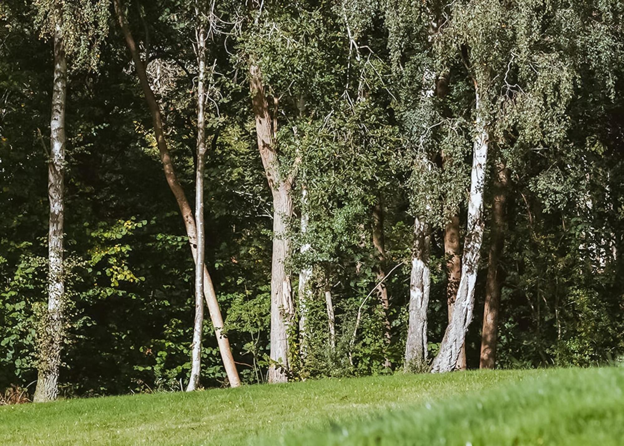 Nant-Y-Coed Lodges Mochdre  Εξωτερικό φωτογραφία
